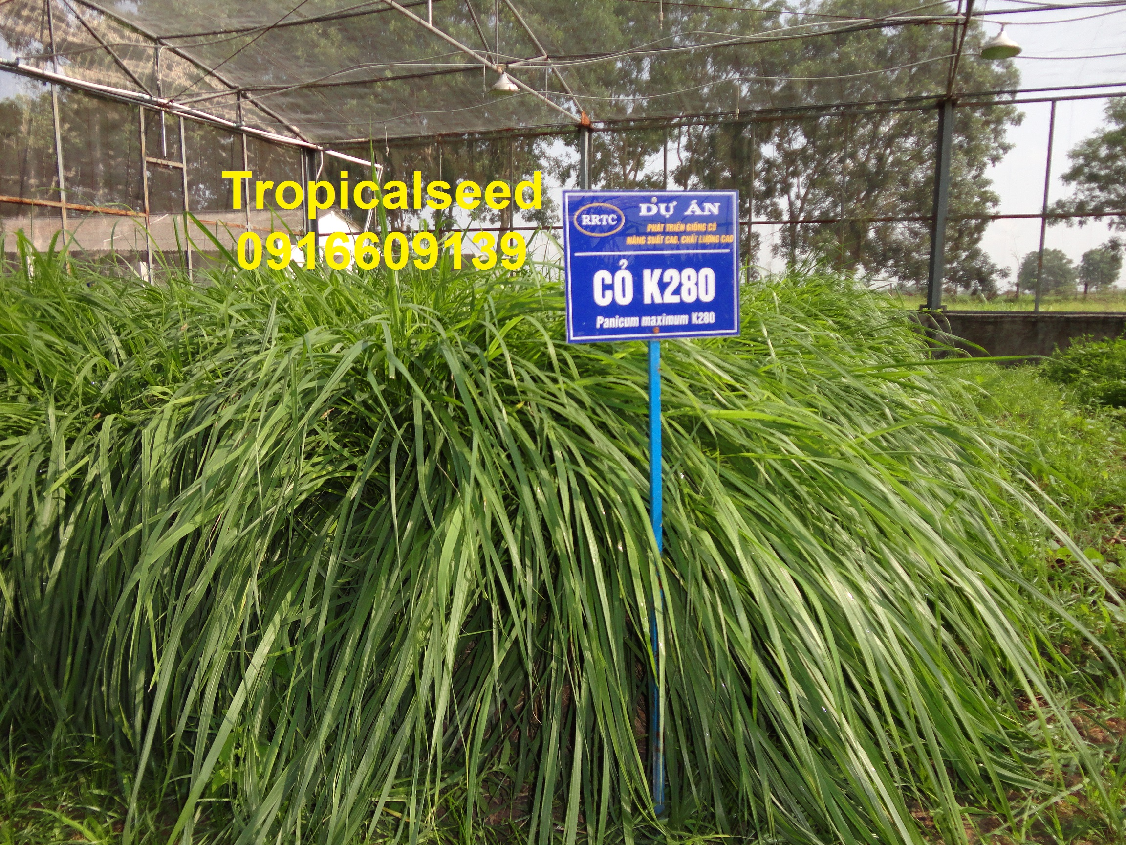 Hat giống cỏ K280 (panicum maximum cv. K280)