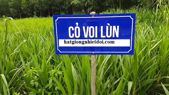 Hom cỏ voi lùn Đài Loan 